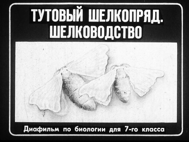 Кадр 1 диафильма «Тутовый шелкопряд. Шелководство»