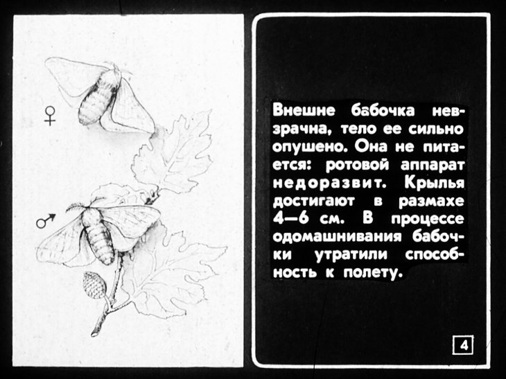 Кадр 4 диафильма «Тутовый шелкопряд. Шелководство»