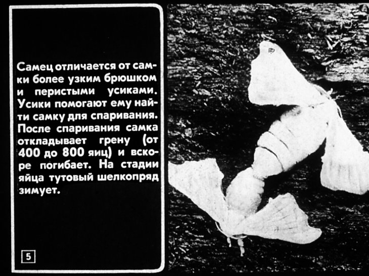 Кадр 5 диафильма «Тутовый шелкопряд. Шелководство»