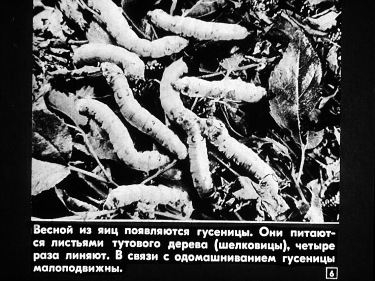 Кадр 6 диафильма «Тутовый шелкопряд. Шелководство»
