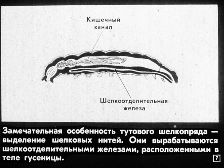 Кадр 7 диафильма «Тутовый шелкопряд. Шелководство»