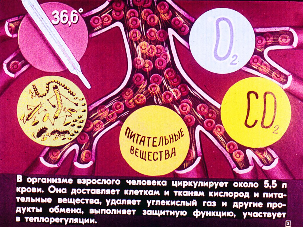 Кадр 3 диафильма «Строение и функции крови»