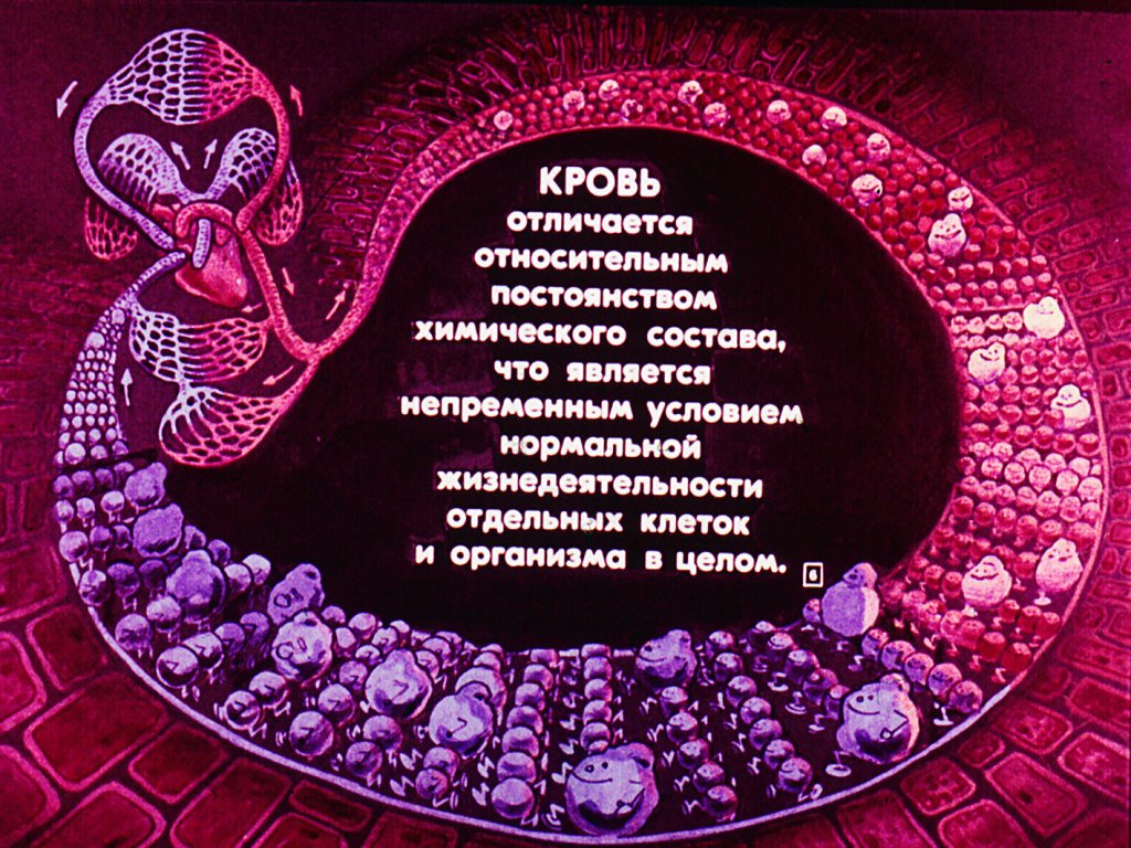 Кадр 6 диафильма «Строение и функции крови»