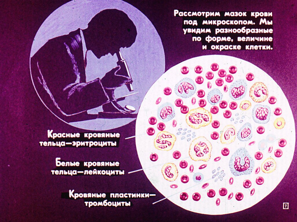Кадр 7 диафильма «Строение и функции крови»