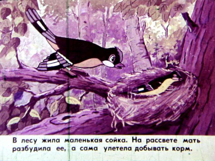 Кадр 3 диафильма «Сойка»