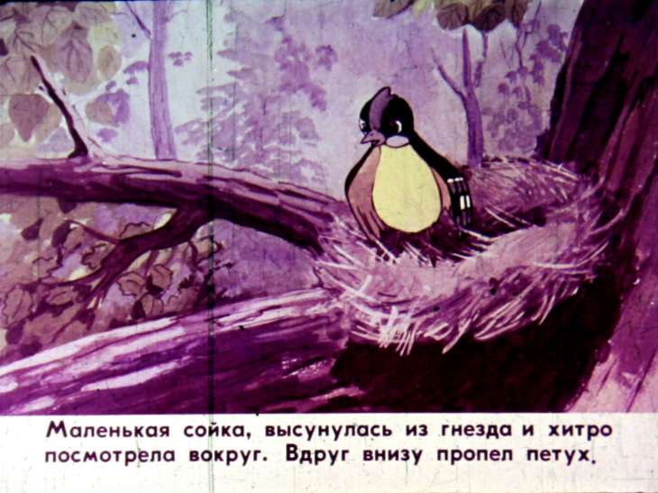 Кадр 4 диафильма «Сойка»
