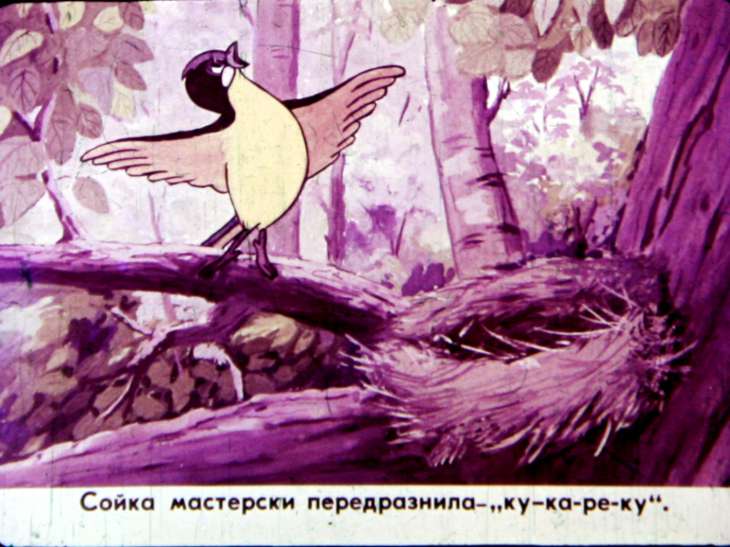 Кадр 5 диафильма «Сойка»