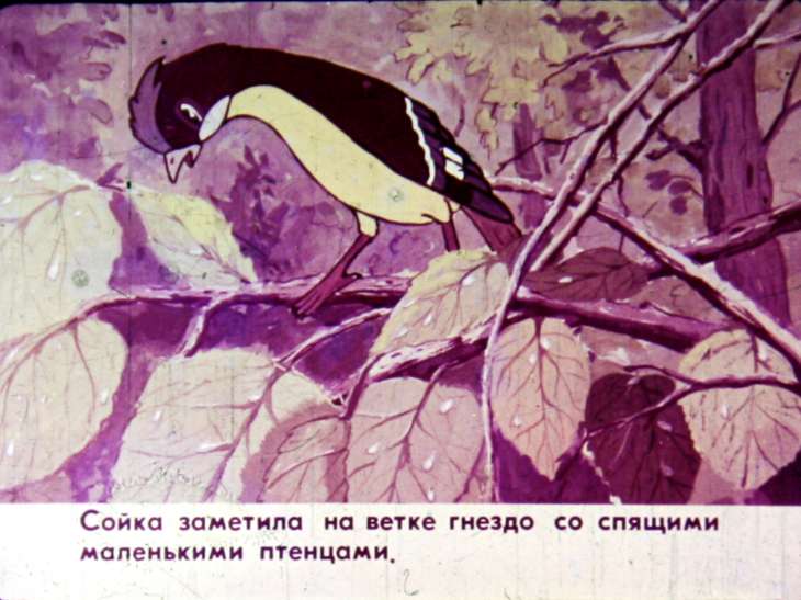 Кадр 6 диафильма «Сойка»