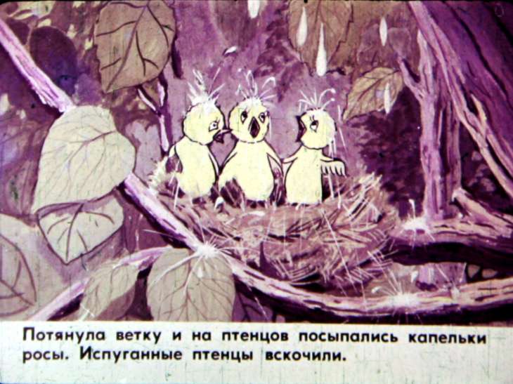 Кадр 7 диафильма «Сойка»