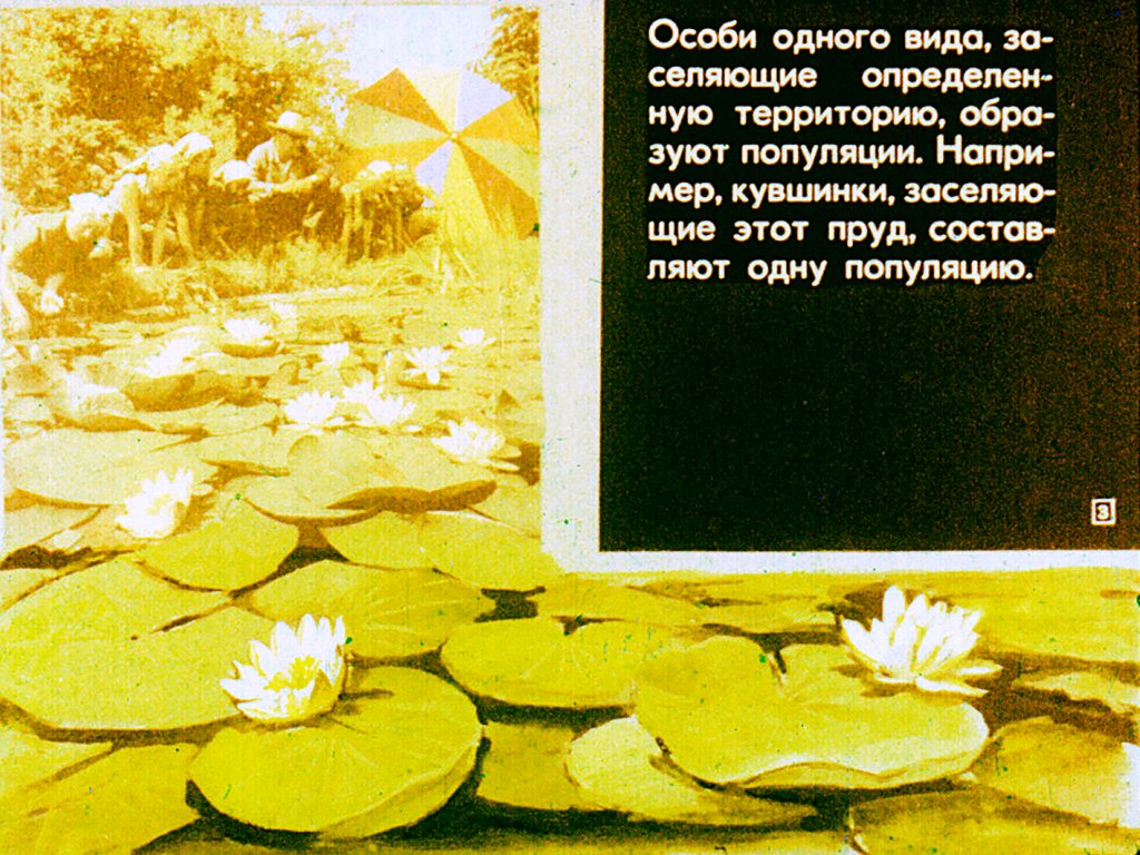 Кадр 3 диафильма «Естественный отбор»