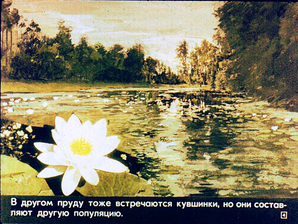 Кадр 4 диафильма «Естественный отбор»