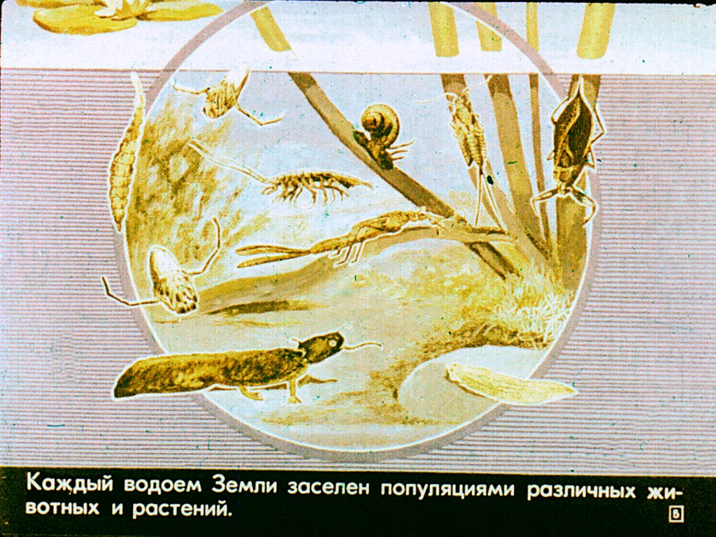 Кадр 5 диафильма «Естественный отбор»