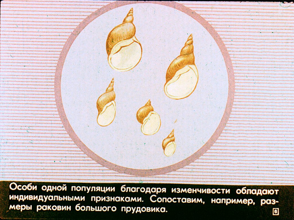Кадр 6 диафильма «Естественный отбор»