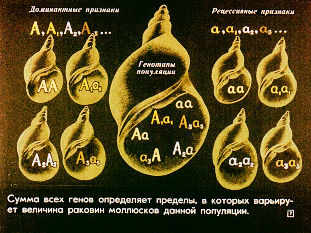 Кадр 7 диафильма «Естественный отбор»