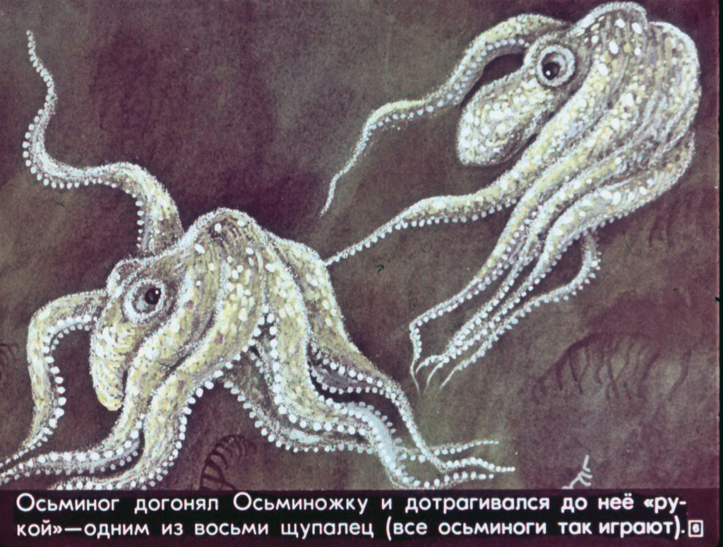 Кадр 6 диафильма «Приключения морского щенка»