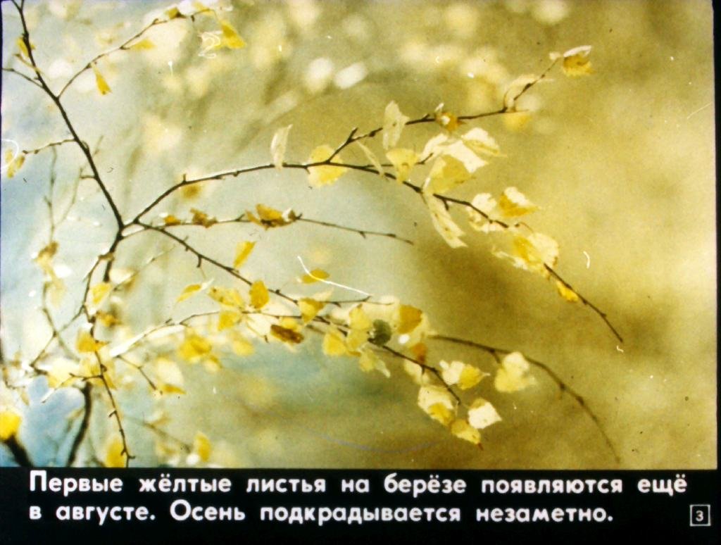 Кадр 3 диафильма «Тропинка»
