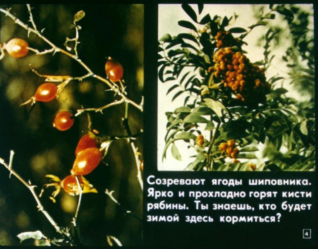Кадр 4 диафильма «Тропинка»