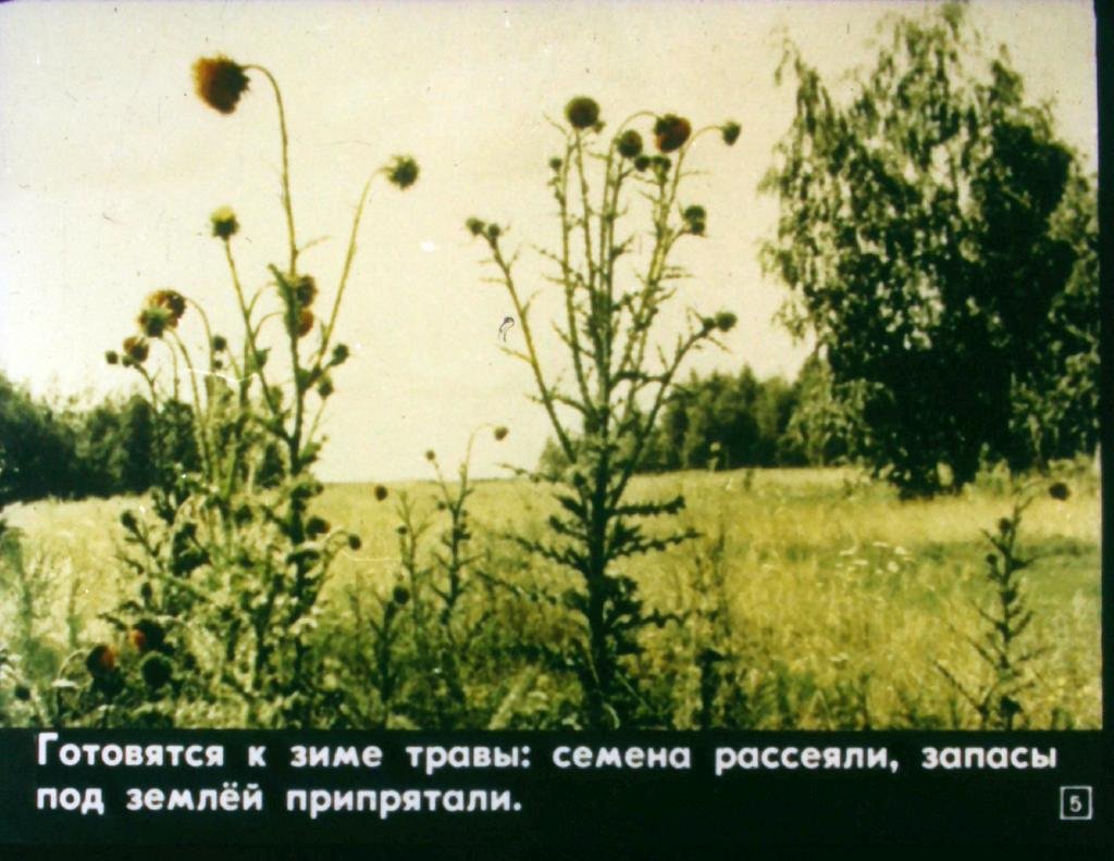 Кадр 5 диафильма «Тропинка»