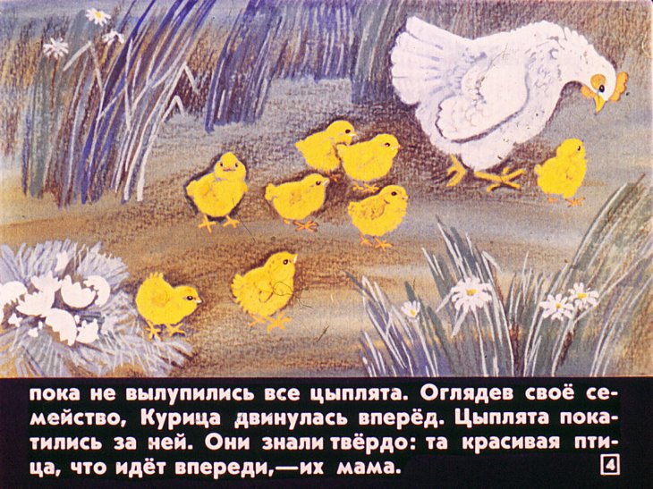 Кадр 4 диафильма «Про цыпленка который думал, что он котенок»
