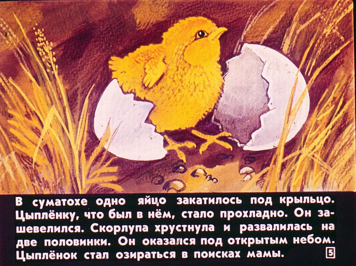 Кадр 5 диафильма «Про цыпленка который думал, что он котенок»
