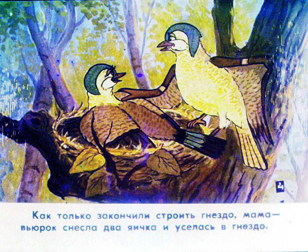 Кадр 5 диафильма «История маленькой пташки. Часть 1»