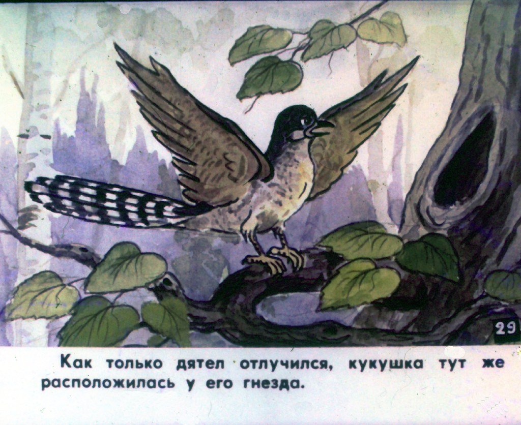Кадр 2 диафильма «Кукушка. Часть 2»