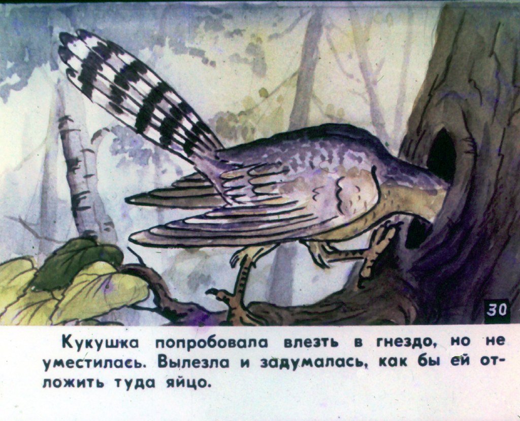 Кадр 3 диафильма «Кукушка. Часть 2»