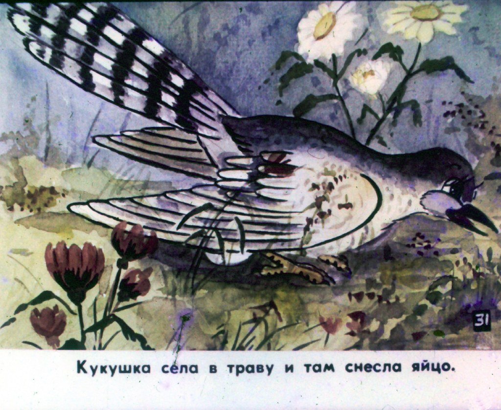 Кадр 4 диафильма «Кукушка. Часть 2»