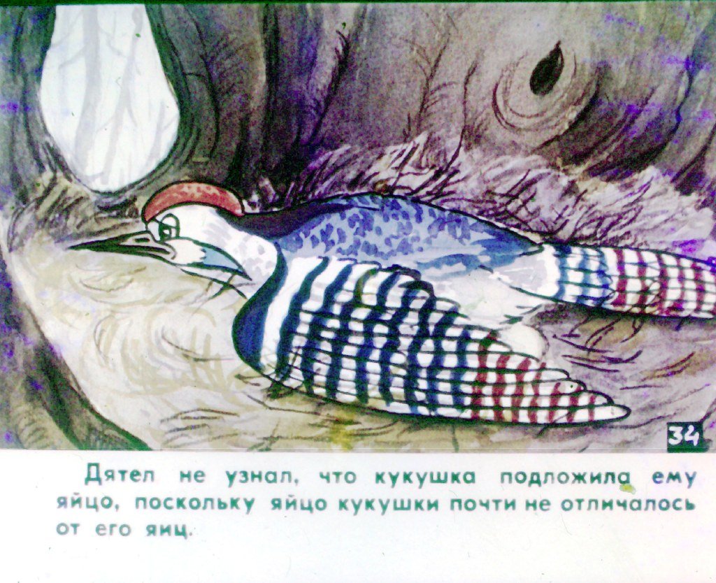 Кадр 7 диафильма «Кукушка. Часть 2»