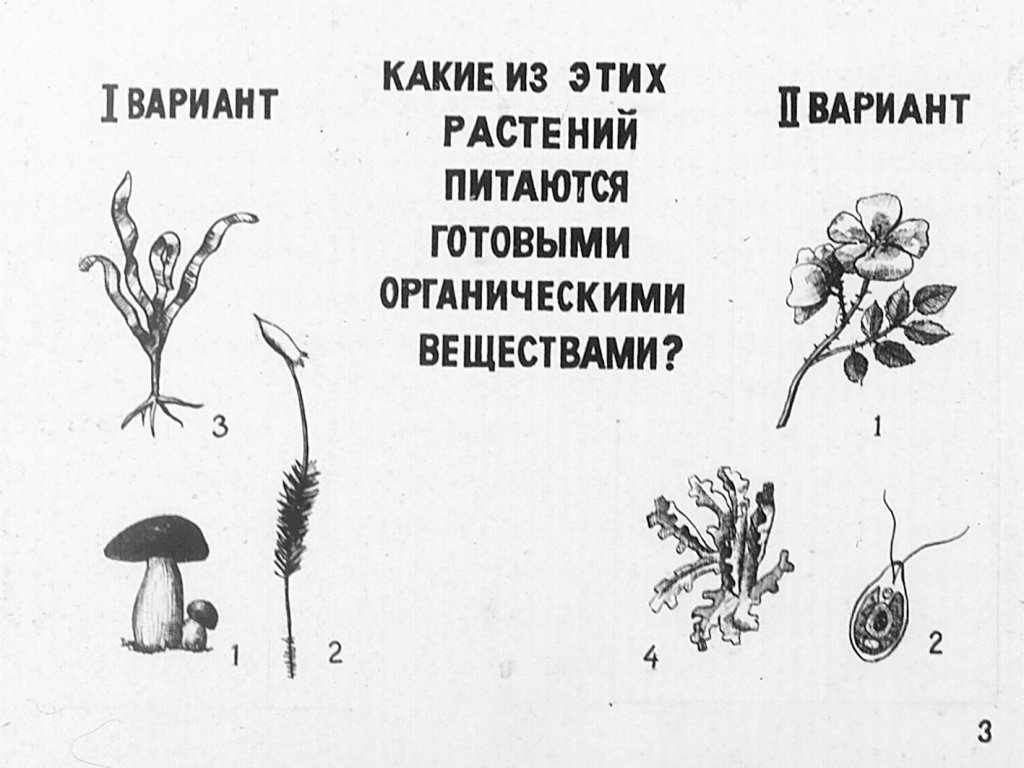 Кадр 2 диафильма «Питание и размножнение растений»