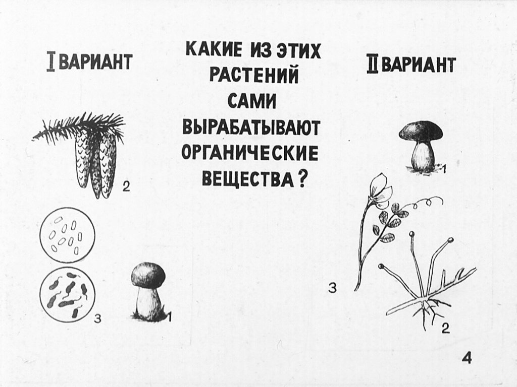 Кадр 3 диафильма «Питание и размножнение растений»