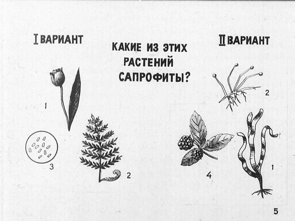 Кадр 4 диафильма «Питание и размножнение растений»