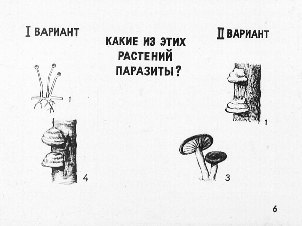 Кадр 5 диафильма «Питание и размножнение растений»