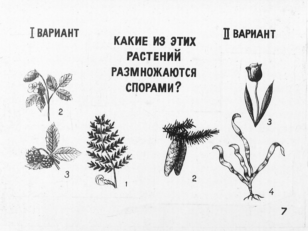 Кадр 6 диафильма «Питание и размножнение растений»