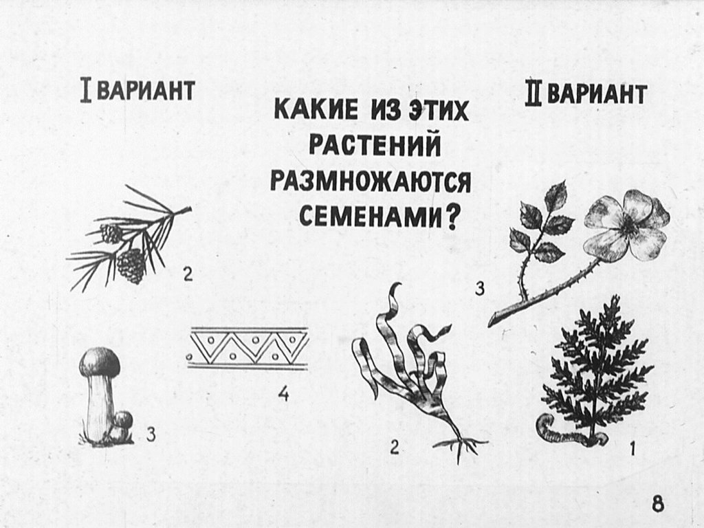 Кадр 7 диафильма «Питание и размножнение растений»