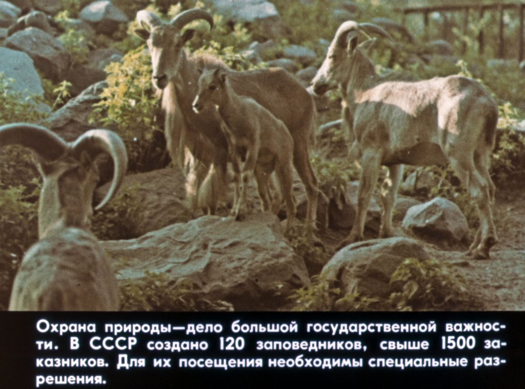 Кадр 4 диафильма «Турист, береги природу!»
