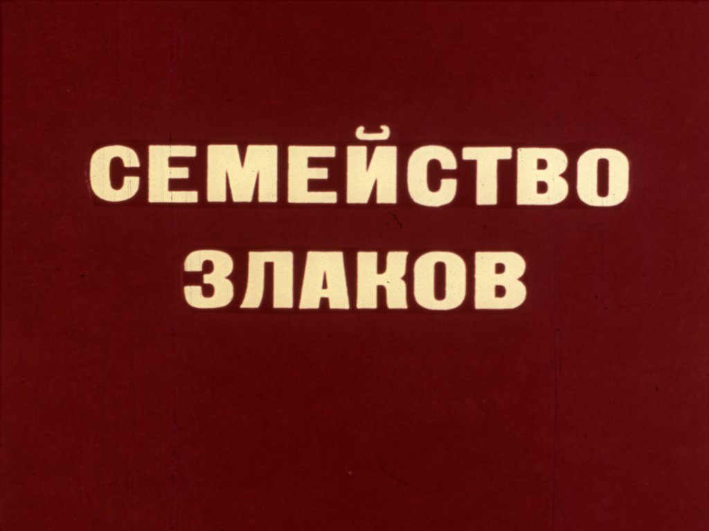 Кадр 1 диафильма «Семейство злаков»