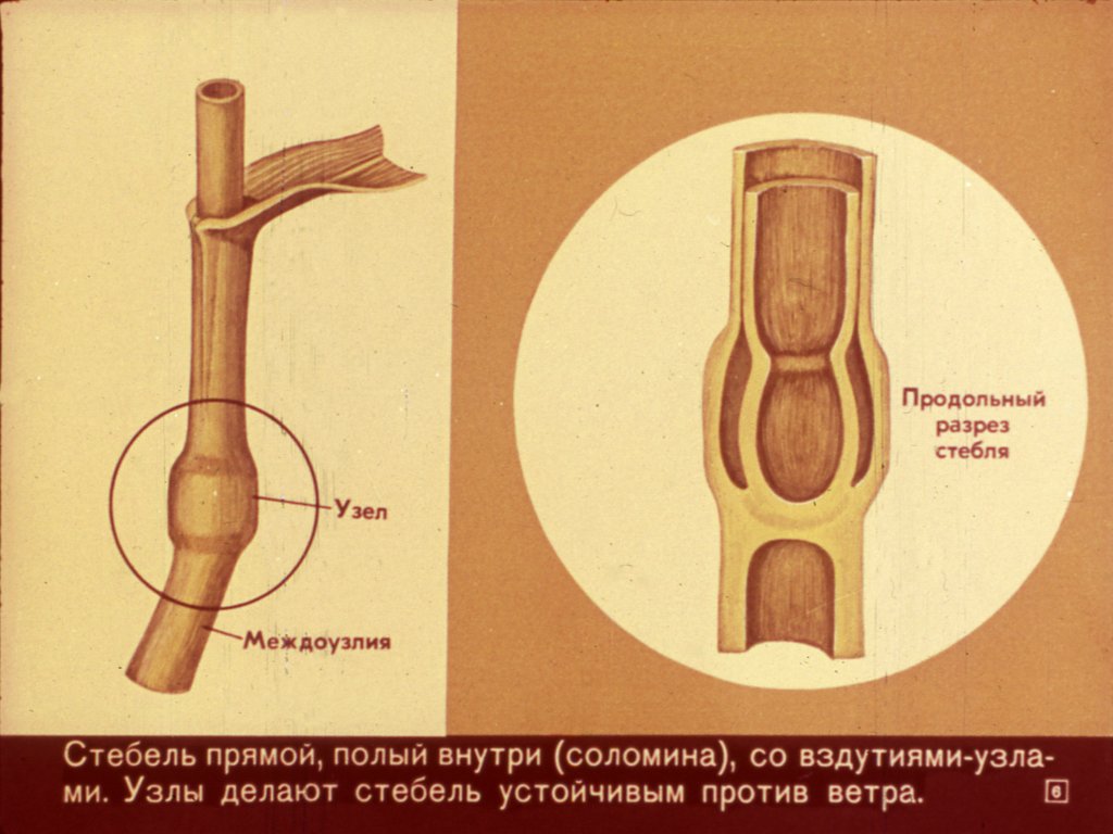 Кадр 6 диафильма «Семейство злаков»