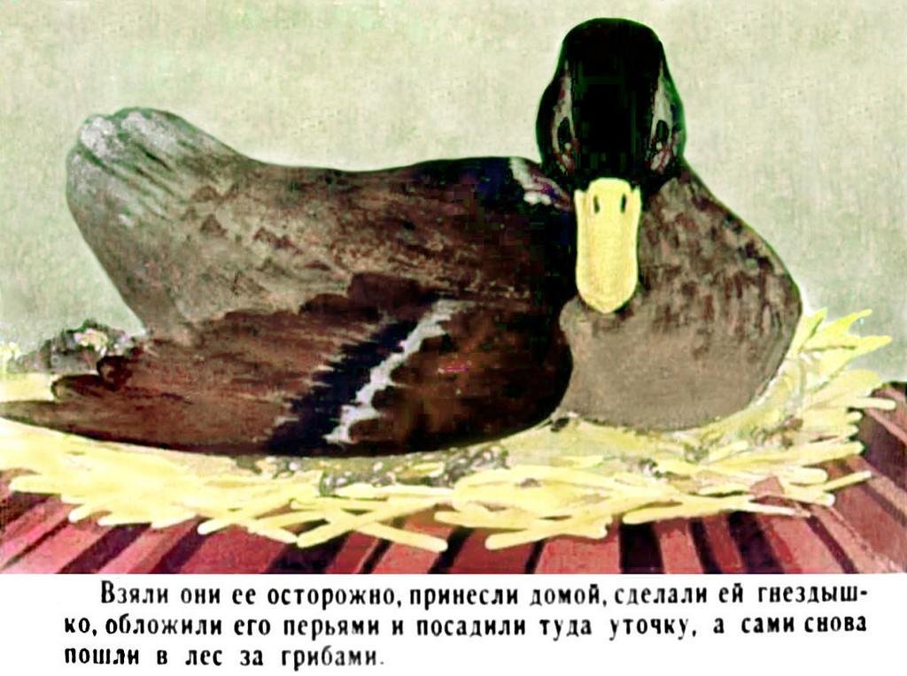 Кадр 6 диафильма «Хромая уточка»