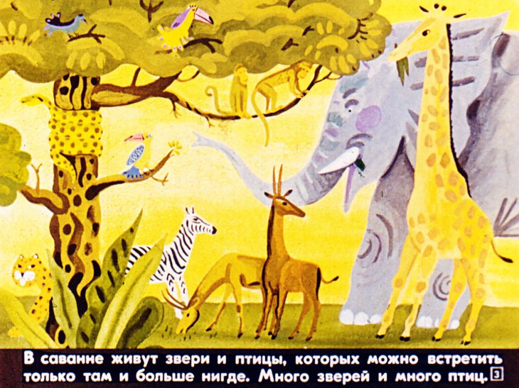 Кадр 3 диафильма «Сторож саванны»