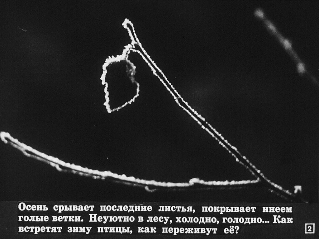 Кадр 2 диафильма «Перелетные и зимующие птицы»