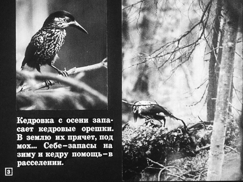 Кадр 3 диафильма «Перелетные и зимующие птицы»
