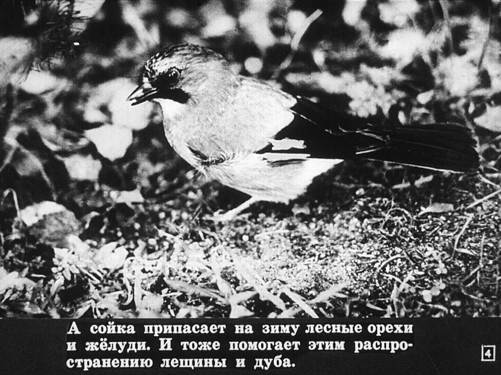Кадр 4 диафильма «Перелетные и зимующие птицы»