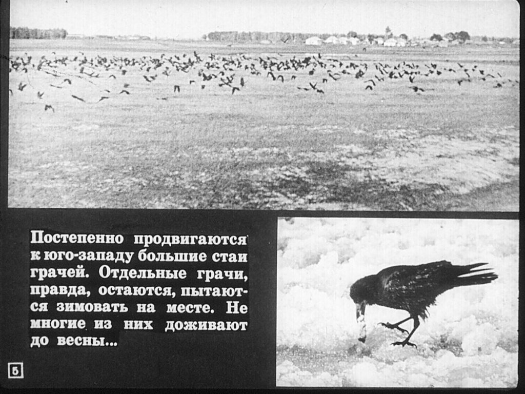 Кадр 5 диафильма «Перелетные и зимующие птицы»