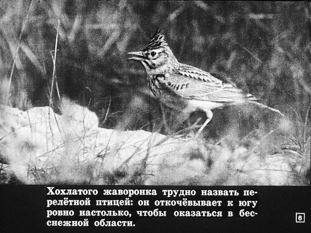 Кадр 6 диафильма «Перелетные и зимующие птицы»