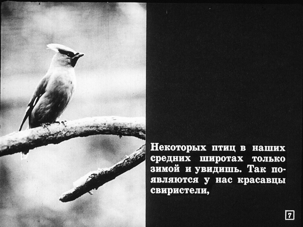 Кадр 7 диафильма «Перелетные и зимующие птицы»