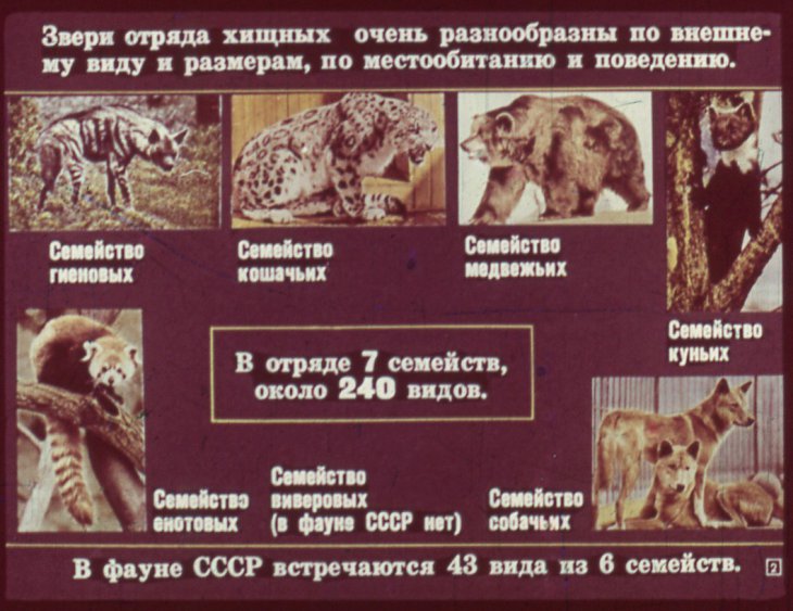 Кадр 2 диафильма «Отряд хищные»