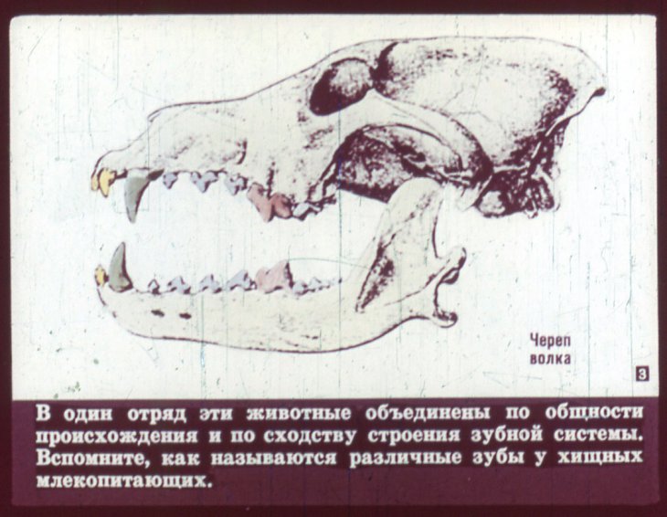 Кадр 3 диафильма «Отряд хищные»
