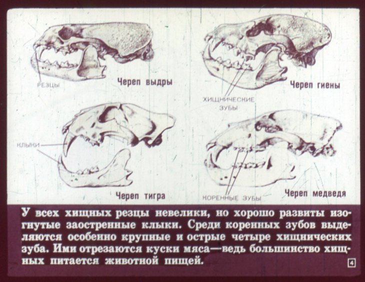 Кадр 4 диафильма «Отряд хищные»
