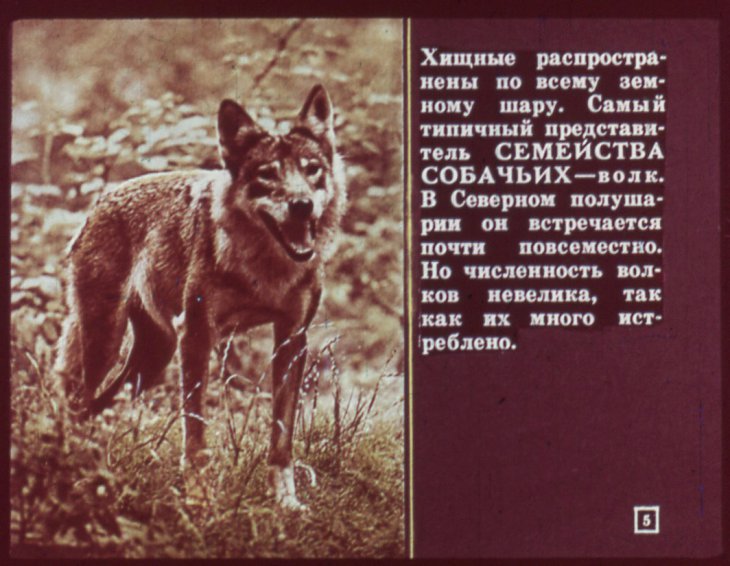 Кадр 5 диафильма «Отряд хищные»